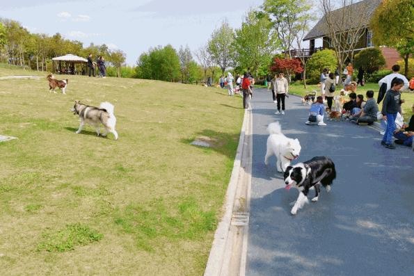 爱宠福音！苏州首建爱宠新潮流主题公园位于姑苏区