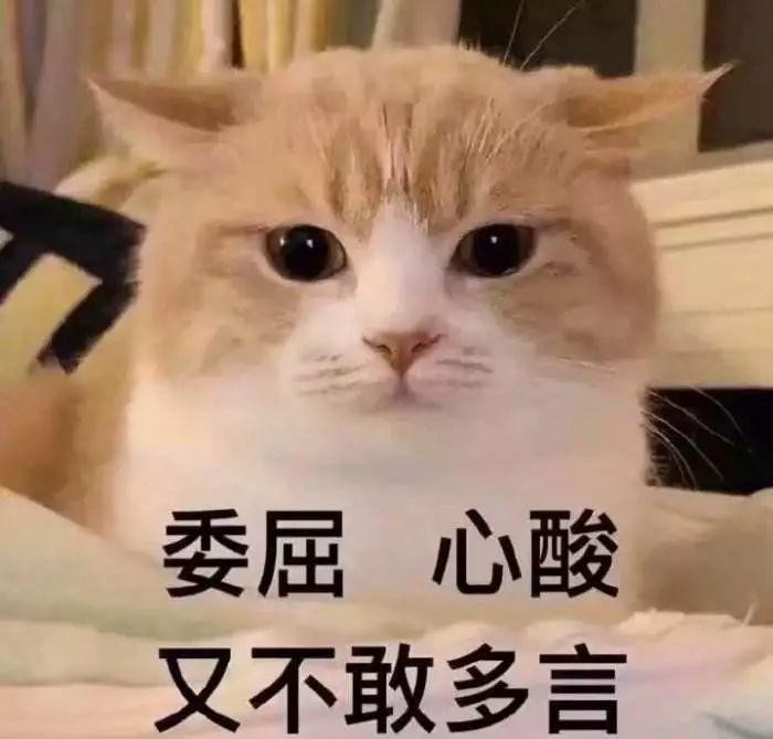 因为爱这只橘猫爆瘦成一道闪电