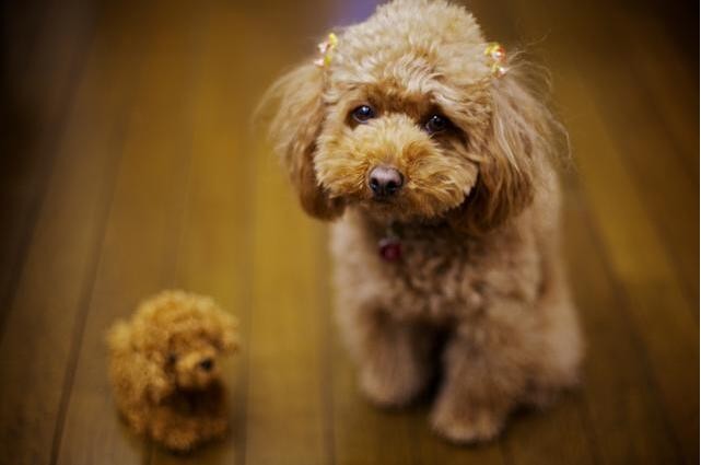 长寿的泰迪犬，都会有的5个特征，你家有吗？