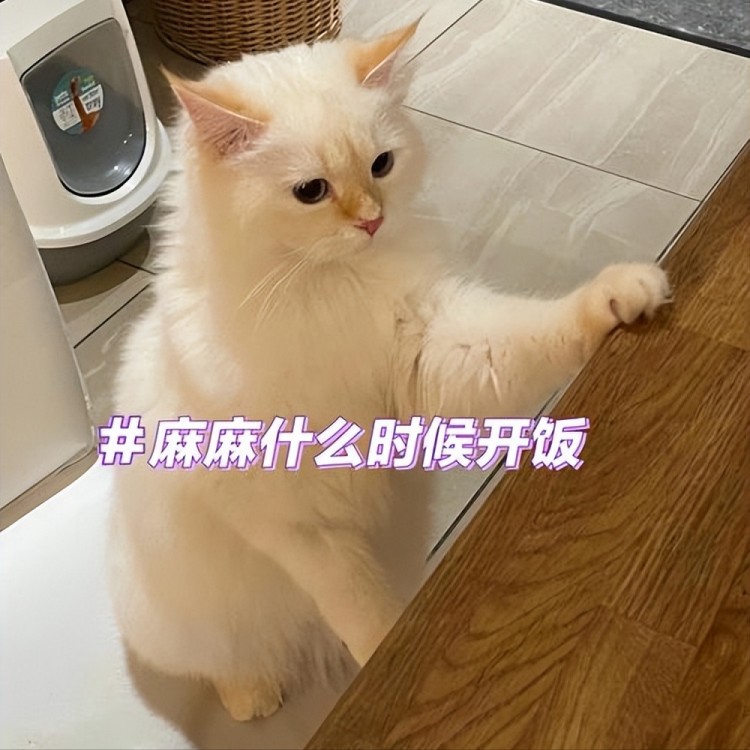 这6件事在猫咪眼里超过分主人最好不要做！