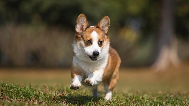 世界名犬宠物大盘点 柯基