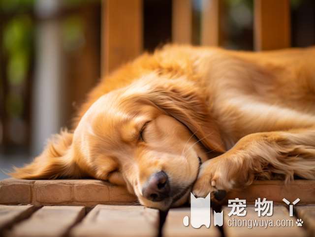 CKU高端小型犬犬舍比熊西高地雪纳瑞，你还在寻找超可爱的小犬吗?