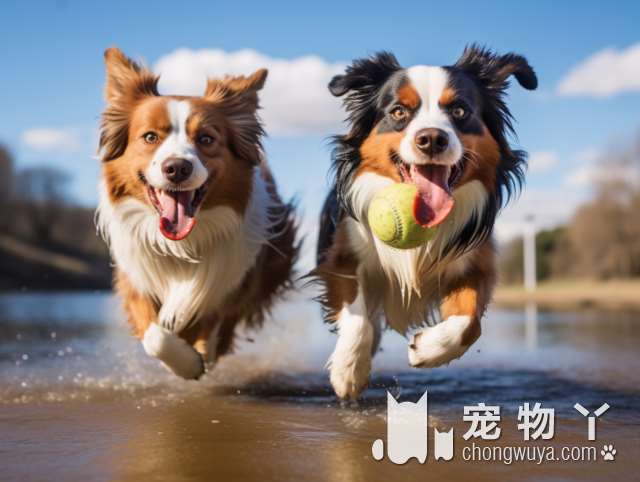 上海宠乐阁：柴犬秋田比熊边牧，你的狗狗之选吗?